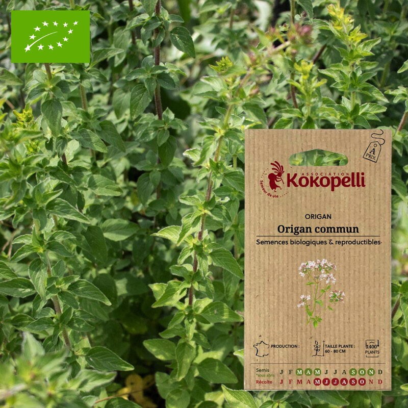 Origan commun graines KOKOPELLI