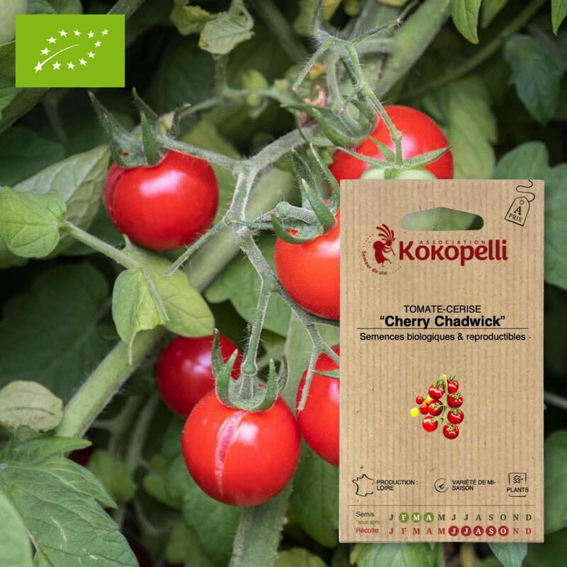 [P6297] Tomate-Cerise Rouge Mi-Saison Cherry Chadwick graines KOKOPELLI