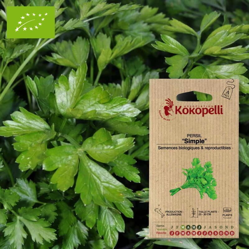 [A0146] Persil Simple graines KOKOPELLI