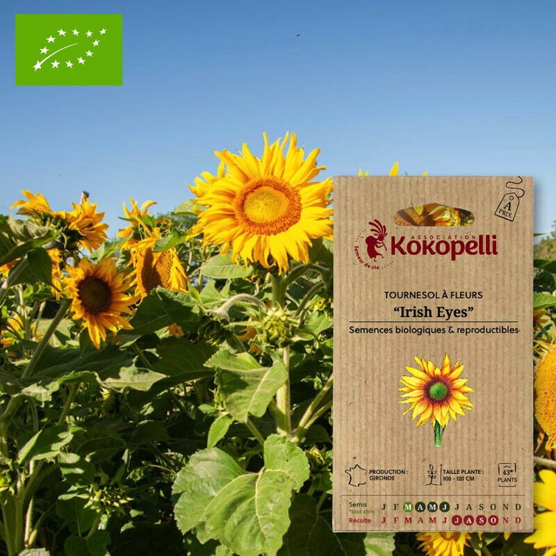[G0902] Tournesol à Fleurs Irish Eyes graines KOKOPELLI