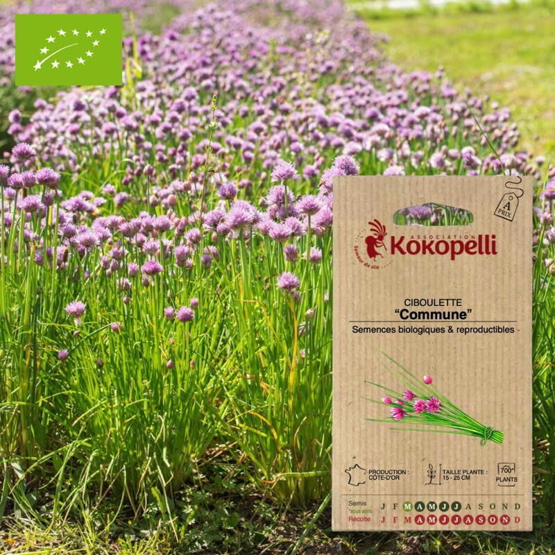 [P1702] Ciboulette Commune graines KOKOPELLI