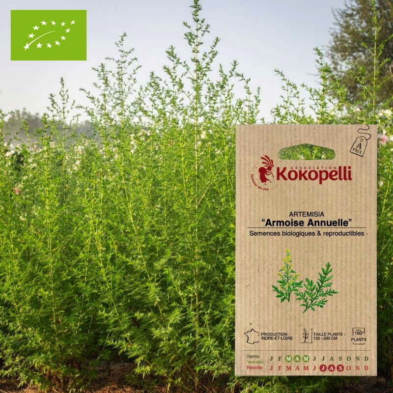 Pampa plume graines KOKOPELLI (photo non contractuelle)